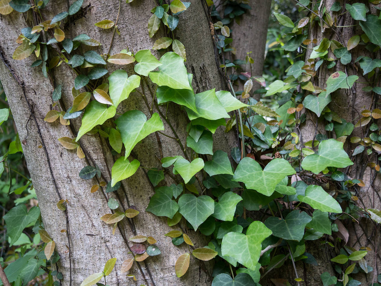 里山に自生する園芸植物と近縁種 里山を歩く会 里山に自生する園芸植物と近縁種 里山を歩く会