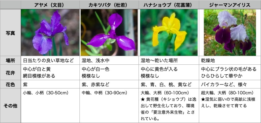 アイリスの仲間の見分け方:アヤメ、カキツバタ、ハナショウブ、キショウブ、ジャーマンアイリス_e0134713_19231172.jpg