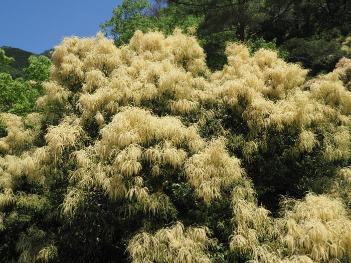 スダジイの花が咲いた ゆきだより 日々つれづれ
