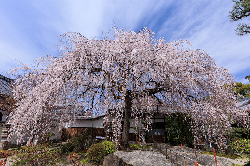 2022桜咲く京都　本満寺のしだれ桜_f0155048_23093621.jpg