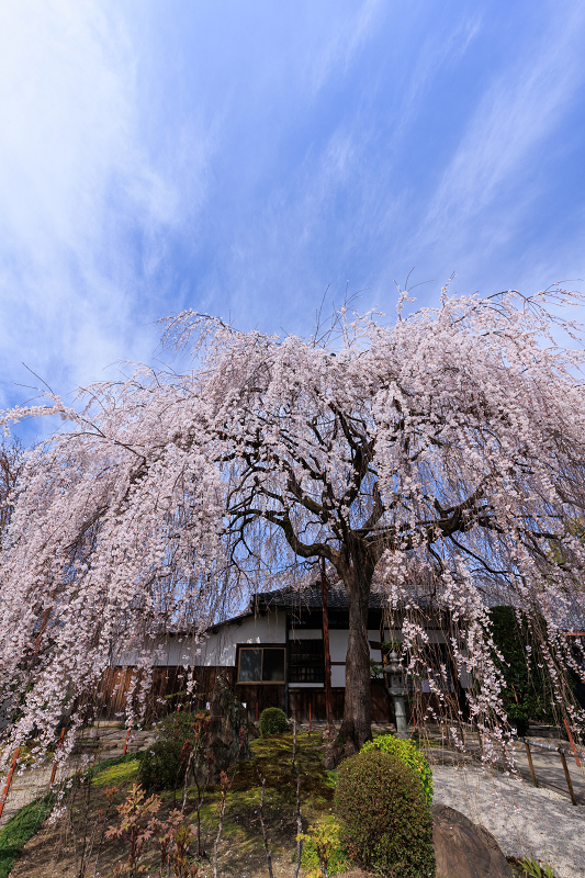 2022桜咲く京都　本満寺のしだれ桜_f0155048_23164162.jpg