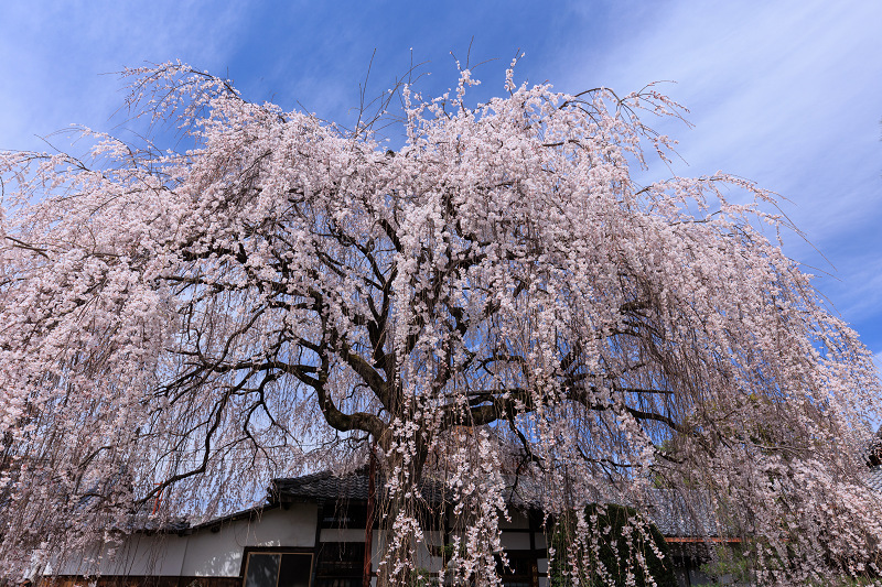 2022桜咲く京都　本満寺のしだれ桜_f0155048_23175573.jpg