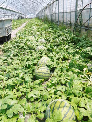 日本一のスイカの産地!熊本県のスイカは今が旬!豪華5商品のラインナップで大好評発売中!_a0254656_17422710.jpg