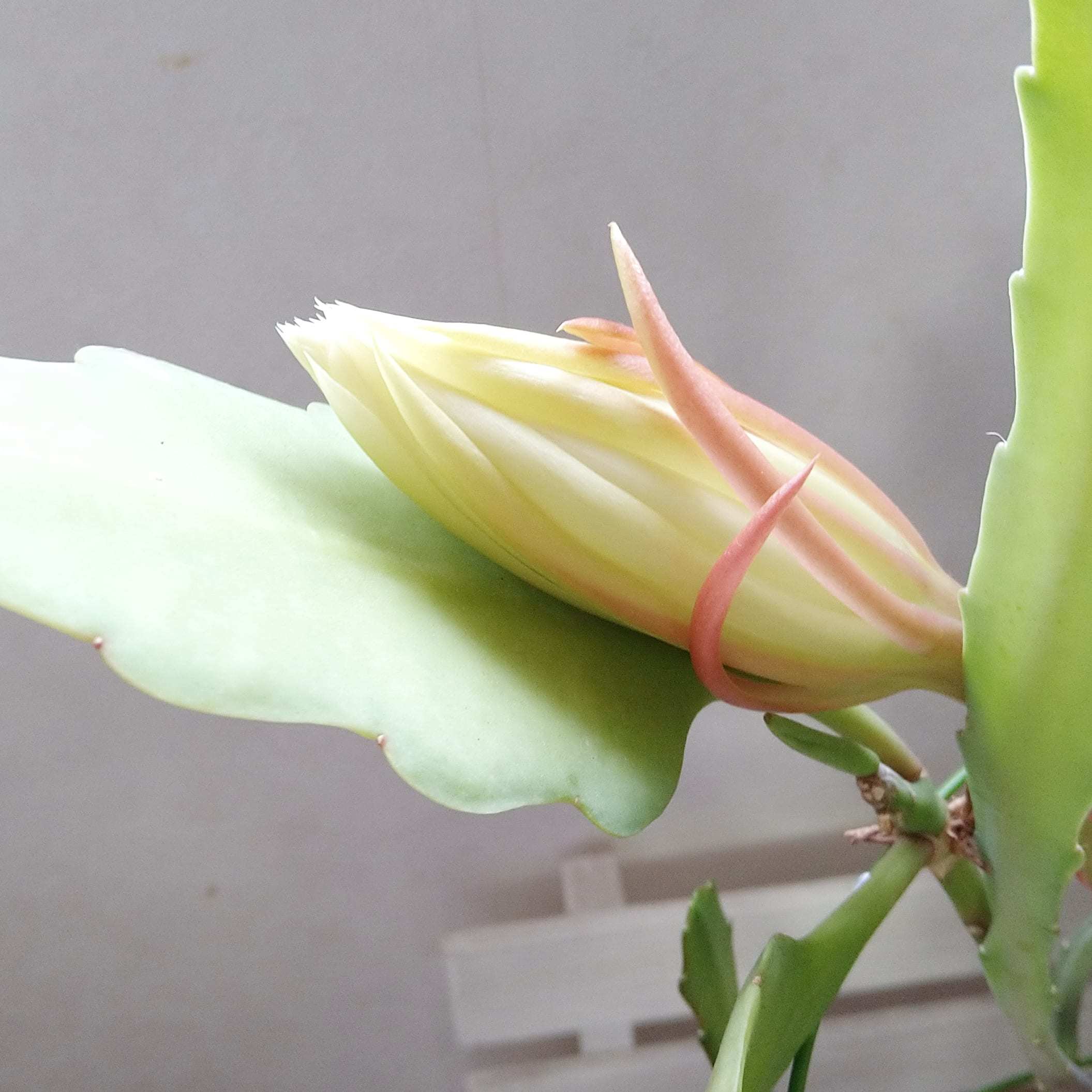 ++開花*++_e0354456_09564790.jpg