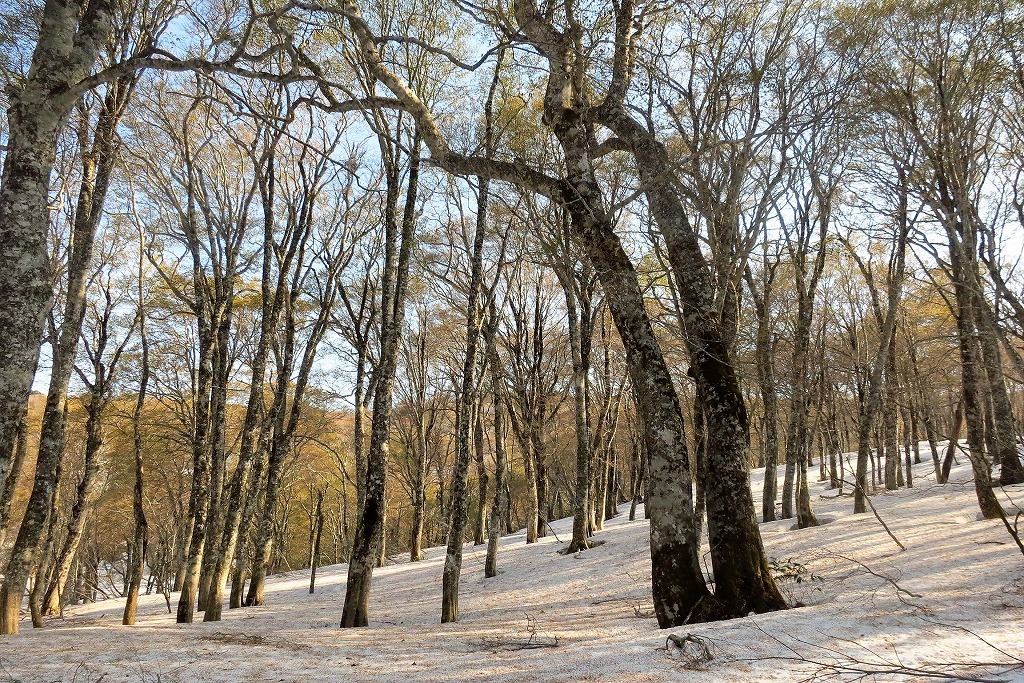 船形山ブナ平　愛してるからねって_c0294658_20314657.jpg