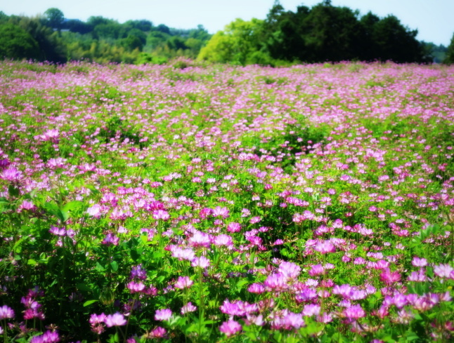 GW ＊ 懐かしいレンゲ畑♪ : ぴきょログ～軽井沢でぐーたら生活～