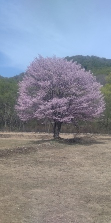 5月6日の「一本桜」_c0160368_16334288.jpg