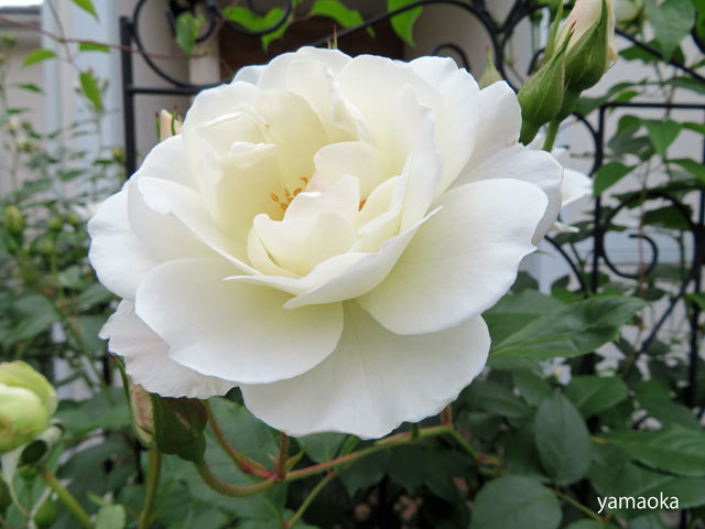 薔薇の季節におもわぬお客さまが、、、、_f0071480_17193975.jpg