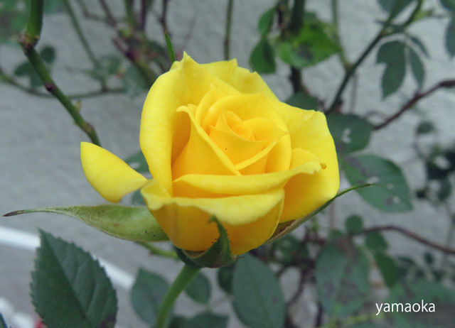 薔薇の季節におもわぬお客さまが、、、、_f0071480_17200596.jpg