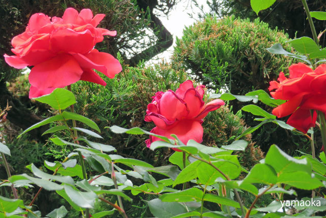 薔薇の季節におもわぬお客さまが、、、、_f0071480_17201293.jpg