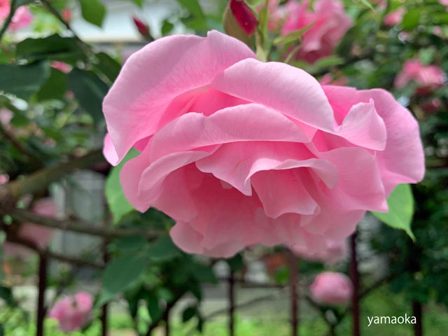 薔薇の季節におもわぬお客さまが、、、、_f0071480_17201653.jpg