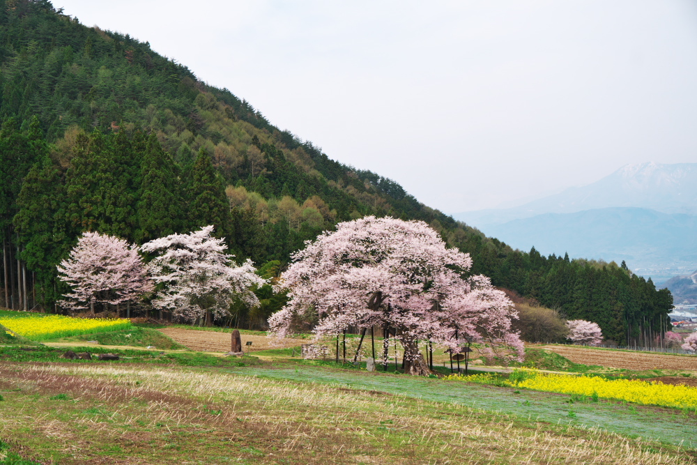 高山村　黒部のエドヒガン桜_a0263109_13323702.jpg