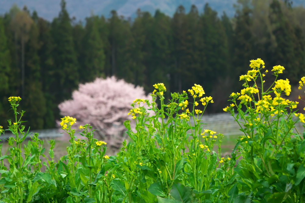 高山村　黒部のエドヒガン桜_a0263109_13323711.jpg