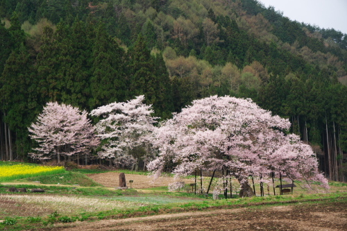 高山村　黒部のエドヒガン桜_a0263109_13323724.jpg