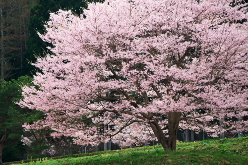 高山村　黒部のエドヒガン桜_a0263109_13361125.jpg