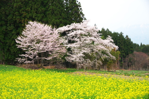 高山村　黒部のエドヒガン桜_a0263109_13361134.jpg