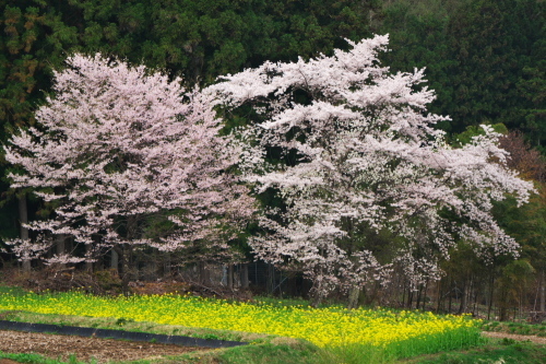 高山村　黒部のエドヒガン桜_a0263109_13364239.jpg