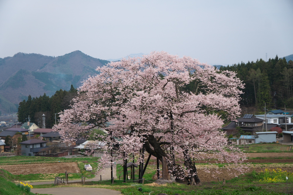 高山村　黒部のエドヒガン桜_a0263109_13364427.jpg