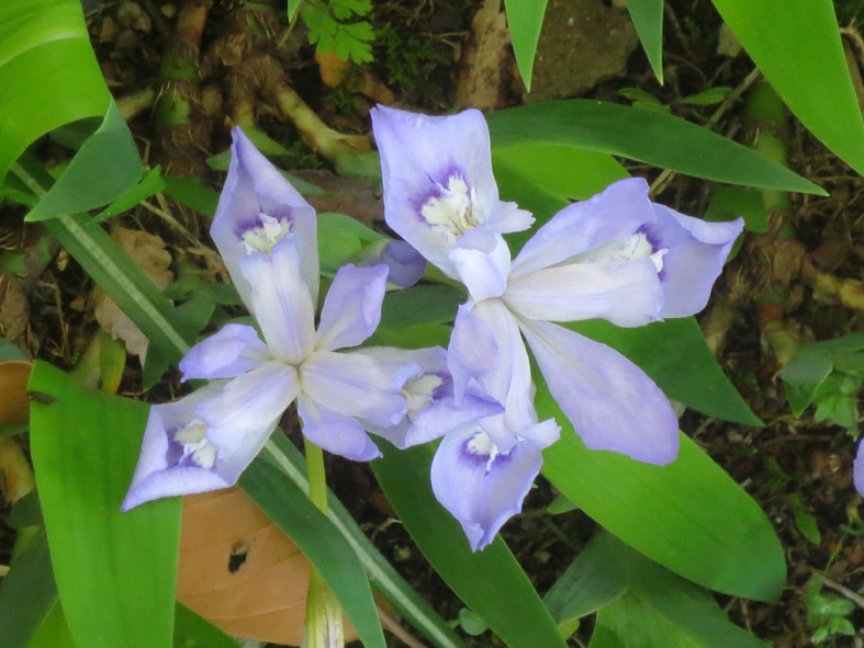 ■天瀬(あまがせ)町のバラ園、そしてくじゅう・湯壺「叶館」の庭に咲く花たち──その1_d0190217_22133733.jpg