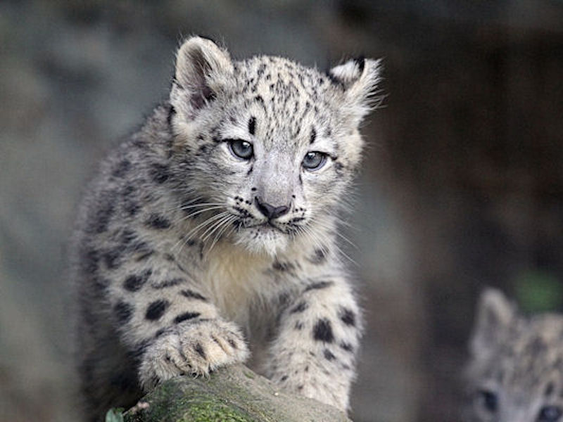 ユキヒョウの赤ちゃんが生まれました！ : 動物園放浪記