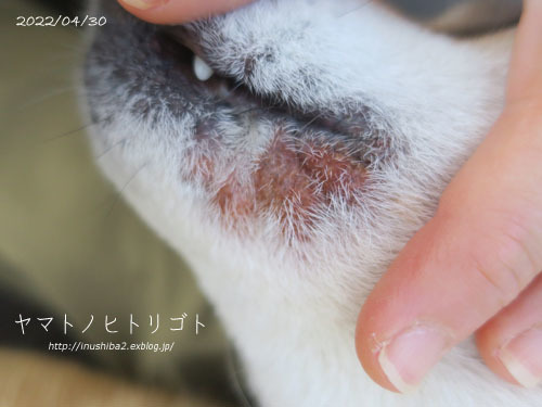 アトピー性皮膚炎・・・その後_e0394031_07294179.jpg