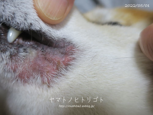 アトピー性皮膚炎・・・その後_e0394031_07294312.jpg