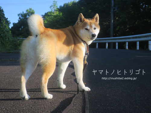 アトピー性皮膚炎・・・その後_e0394031_07294928.jpg