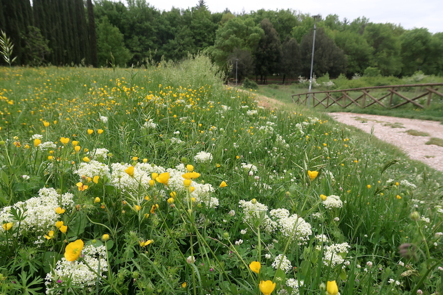 日本感じる壁の芸術もあるペルージャ緑の散歩道_f0234936_22382589.jpg