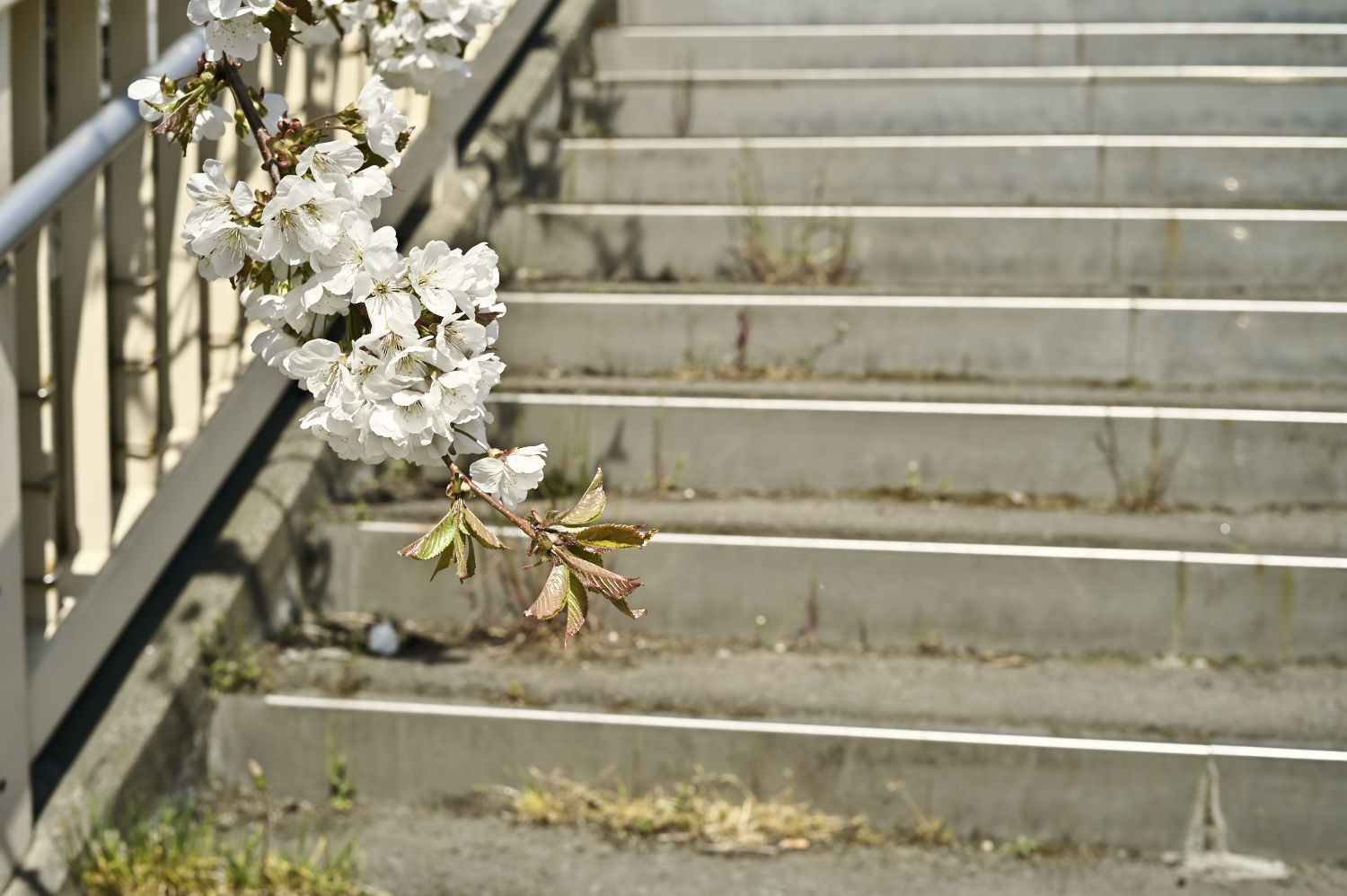 小樽桜点描（2022/4/30）_a0186647_21003697.jpg