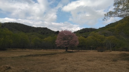 5月7日「一本桜」_c0160368_20510901.jpg