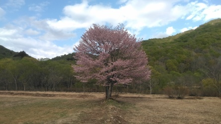 5月7日「一本桜」_c0160368_20520050.jpg