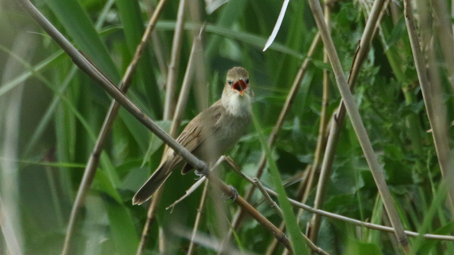 自宅そば相模川で囀るオオヨシキリ　Oriental reed warbler singing at the Sagami River near my home_f0105570_21152266.jpg