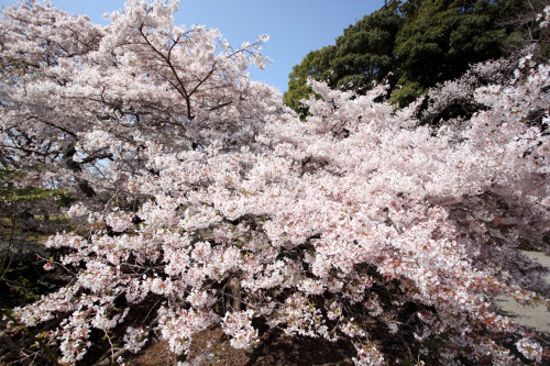 再び桜(2022.05.07)_a0155278_08130758.jpg