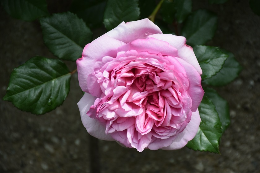 今年 22年 のバラ 庭仕事に追われる日々 バラとハーブのある暮らし Salon De Roses