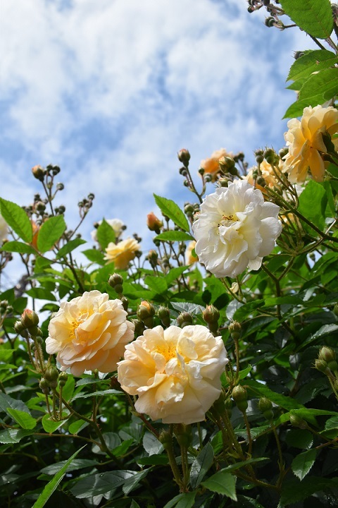 今年 22年 のバラ 庭仕事に追われる日々 バラとハーブのある暮らし Salon De Roses