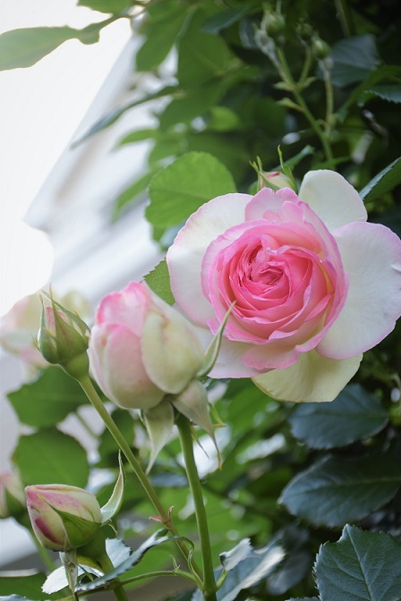 今年 22年 のバラ 庭仕事に追われる日々 バラとハーブのある暮らし Salon De Roses
