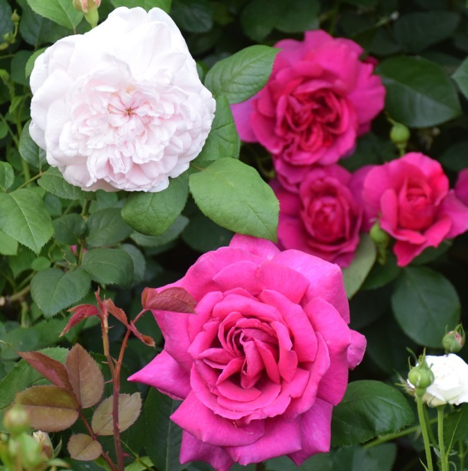 今年 22年 のバラ 庭仕事に追われる日々 バラとハーブのある暮らし Salon De Roses