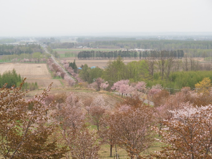少し出遅れてしまったが「桜六花公園」の桜は綺麗ですね!_f0276498_21473960.jpg