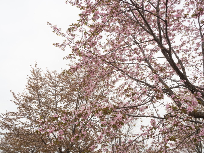 少し出遅れてしまったが「桜六花公園」の桜は綺麗ですね!_f0276498_21480184.jpg