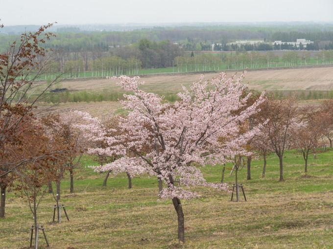 少し出遅れてしまったが「桜六花公園」の桜は綺麗ですね!_f0276498_21482135.jpg