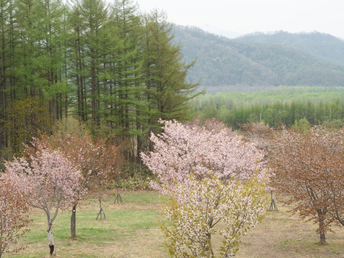 少し出遅れてしまったが「桜六花公園」の桜は綺麗ですね!_f0276498_21483887.jpg