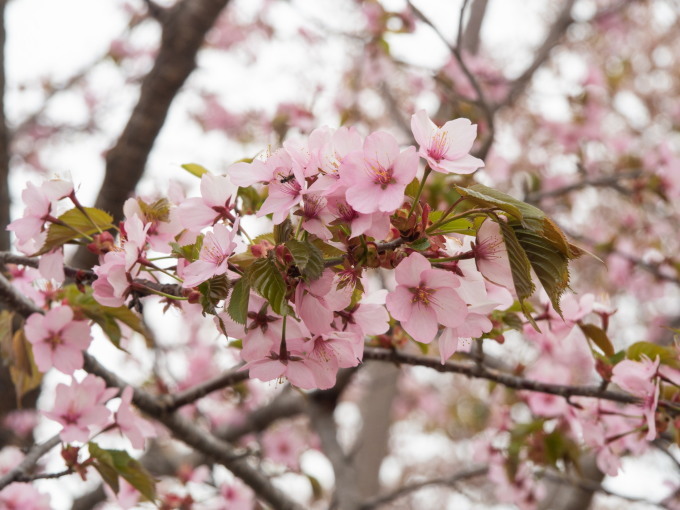 少し出遅れてしまったが「桜六花公園」の桜は綺麗ですね!_f0276498_21485211.jpg