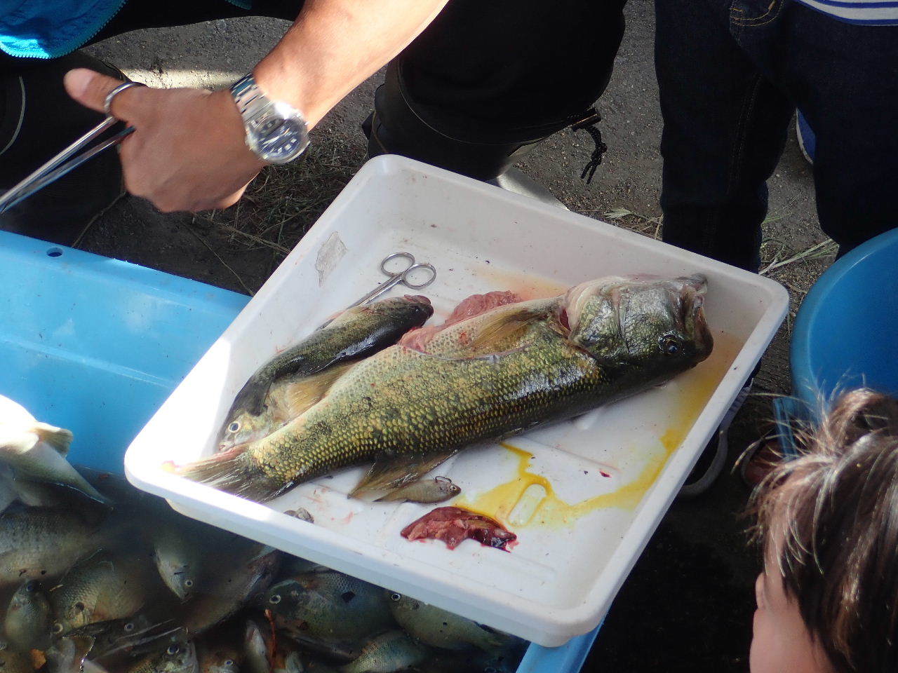 【ご報告】駆除釣大会(城北定例保全活動3)_a0263106_22173045.jpg