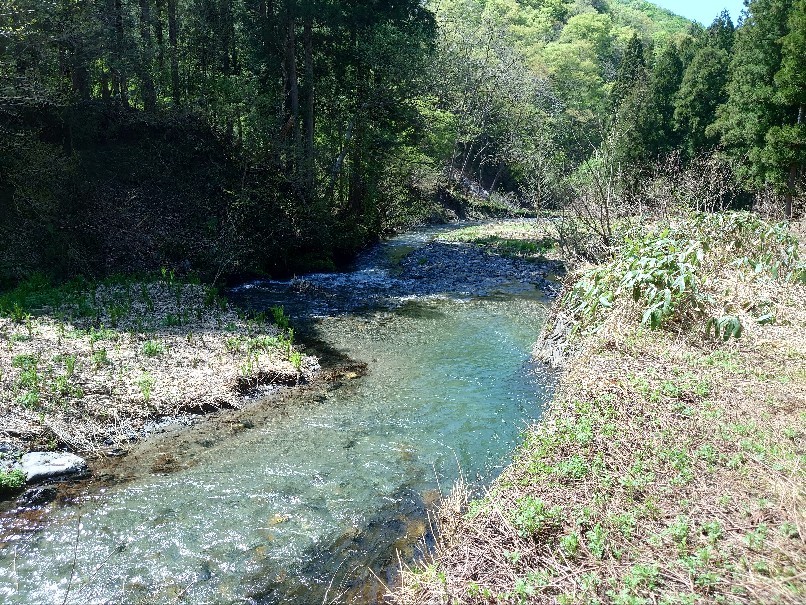春の雨の後 下越地方 第3の釣り 春の雨の後 下越地方 第3の釣り