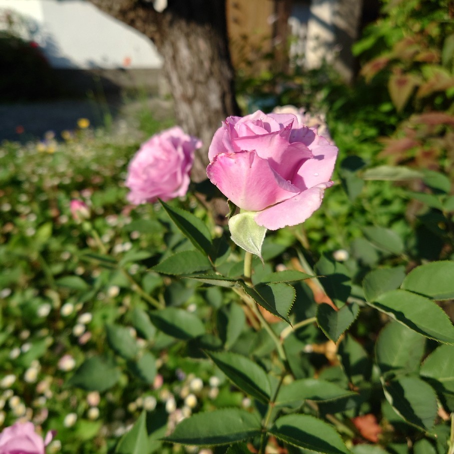 昨日の花苗リサイクル会の事とオススメ癒されYouTube動画_c0404712_10535337.jpg