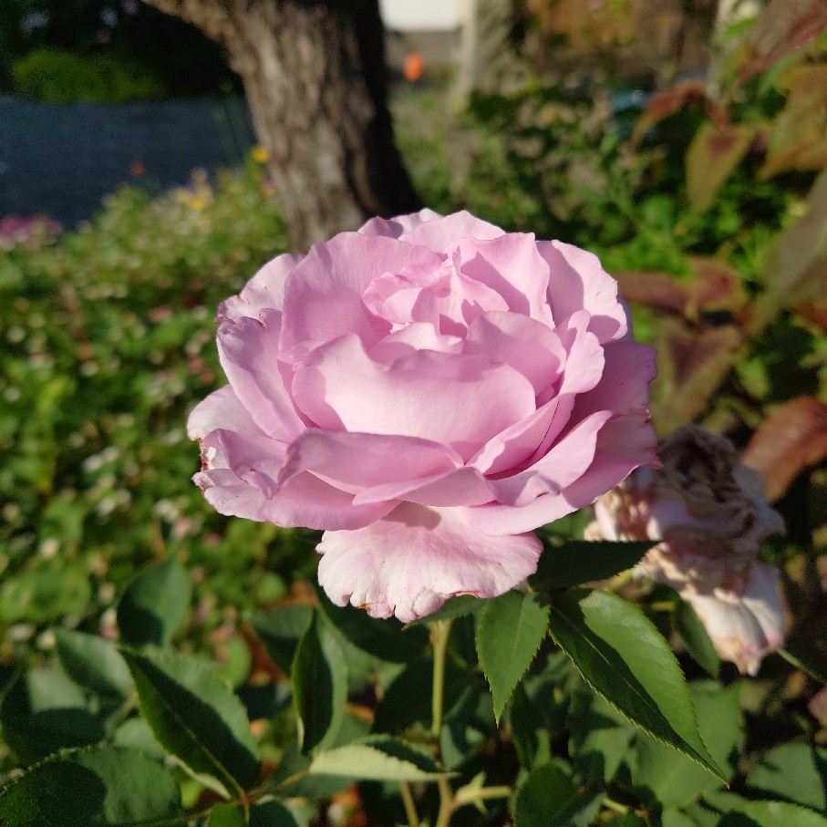 昨日の花苗リサイクル会の事とオススメ癒されYouTube動画_c0404712_10535341.jpg