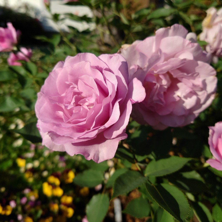 昨日の花苗リサイクル会の事とオススメ癒されYouTube動画_c0404712_10535343.jpg