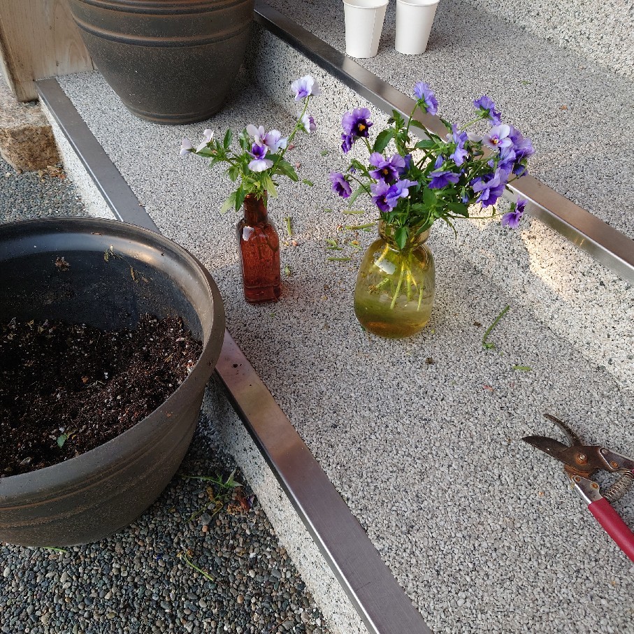 エエ日の音楽と西日に照らされた草花にニケ_c0404712_23392534.jpg