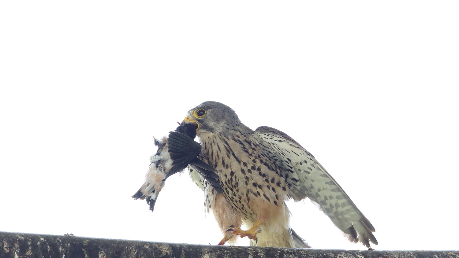 チョウゲンボウ 渡したくないオス ?_f0369315_22090443.jpg