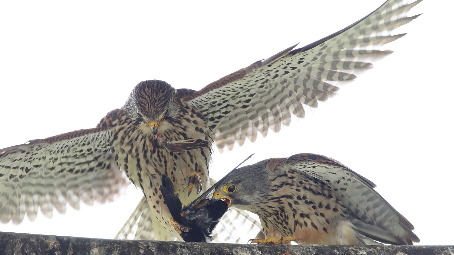 チョウゲンボウ 渡したくないオス ?_f0369315_22090502.jpg